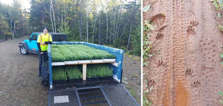 Tree planting efforts in Nova Scotia are helping restore 20 hectares of land.